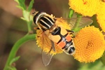 Gro&szlig;e Sumpfschwebfliege (Helophilus trivittatus)