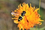 Zweiband-Wespenschwebfliege (Chrysotoxum bicinctum)