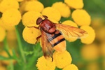 Hornissen-Schwebfliege/Gro&szlig;e Waldschwebfliege (Volucella zonaria)