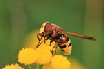 Hornissen-Schwebfliege/Gro&szlig;e Waldschwebfliege (Volucella zonaria)