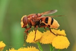 Hornissen-Schwebfliege/Gro&szlig;e Waldschwebfliege (Volucella zonaria)