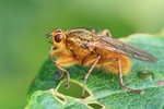 Gelbe Dungfliege (Scathophaga stercoraria) - M&auml;nnchen