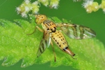 Flockenblumen-Bohrfliege (Chaetostomella cylindrica) - Weibchen