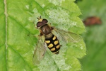 Gemeine Feldschwebfliege (Eupeodes corollae)