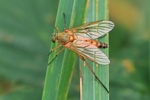 Goldgelbe Schnepfenfliege (Rhagio tringarius)