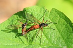 Ohne deutschen Namen (Tanyptera nigricornis)