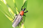Gartenhaarm&uuml;cke (Bibio hortulanus) - Weibchen