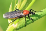 Gartenhaarm&uuml;cke (Bibio hortulanus) - Weibchen