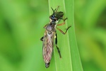 H&ouml;cker-Habichtsfliege (Dioctria rufipes)