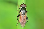 Keulen-Grashalmschwebfliege (Tropidia scita)