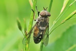Ohne deutschen Namen (Hybomitra bimaculata)