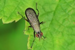 Melierte Schneckenfliege (Coremacera marginata)