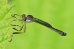 Gemeine Schlankfliege (Leptogaster cylindrica)