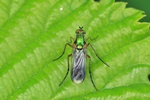 Gr&uuml;ne Langbeinfliege (Poecilobothrus nobilitatus)