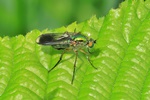Gr&uuml;ne Langbeinfliege (Poecilobothrus nobilitatus)