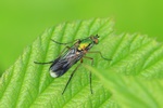 Gr&uuml;ne Langbeinfliege (Poecilobothrus nobilitatus)