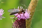 Helle Tanzfliege (Empis livida)