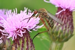 Helle Tanzfliege (Empis livida)