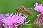 Helle Tanzfliege (Empis livida)