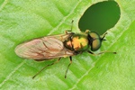 Goldgr&uuml;ne Waffenfliege (Chloromyia formosa)