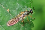 Gestreifte Habichtsfliege (Dioctria linearis)