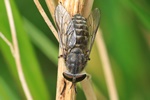 Gemeine Viehbremse (Tabanus bromius) - Weibchen