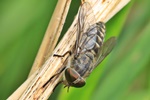 Gemeine Viehbremse (Tabanus bromius) - Weibchen