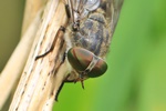 Gemeine Viehbremse (Tabanus bromius) - Weibchen