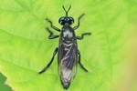 Schwarze Habichtsfliege (Dioctria atricapilla)
