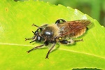 Gelbe Raubfliege (Laphria flava)