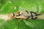Ohne deutschen Namen (Urophora stylata) - Weibchen