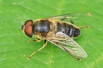 Gemeine Keilfleckschwebfliege (Eristalis pertinax)