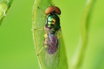 Gr&uuml;ngl&auml;nzende Waffenfliege (Microchrysa polita) - M&auml;nnchen