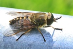 Pferdebremse (Tabanus sudeticus)