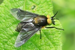 Gemeine Blindbremse (Chrysops caecutiens)
