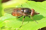 Gemeine Schnauzen-Schwebfliege (Rhingia compestris)