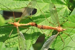 Ohne deutschen Namen (Tipula lunata)