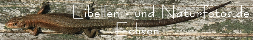 Libellen- und Naturfotos.de