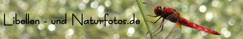 Libellen- und Naturfotos.de