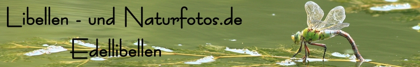 Libellen- und Naturfotos.de