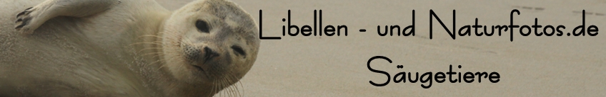 Libellen- und Naturfotos.de