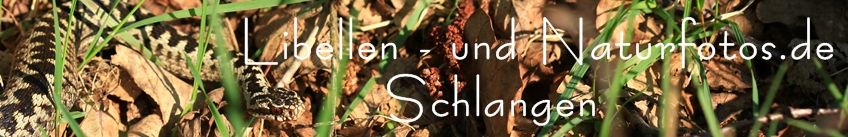 Libellen- und Naturfotos.de