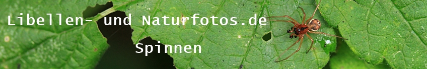 Libellen- und Naturfotos.de