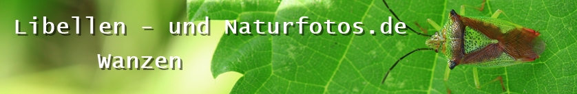 Libellen- und Naturfotos.de